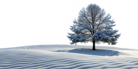 Snowy ground with ripples full of snow-covered tree isolated on white background