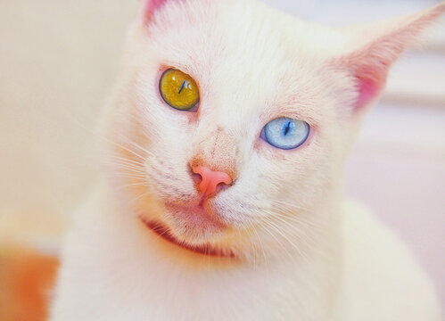 Close-up portrait of a white cat with one blue eye and one yellow eye (heterochromia)