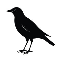 Obraz premium Bird with Long Tail Silhouette Vector Illustration