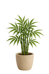 Elegant Potted Bamboo Plant for Indoor Decor and Feng Shui Charm.