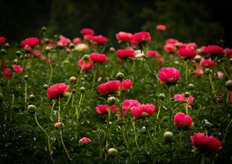 Obraz premium Peonies France 2025