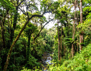 Fototapeta premium Lush jungle scene featuring a river winding through dense vegetation. Represents nature, tranquility, and exploration. Perfect for travel, ecology, and conservation themes.