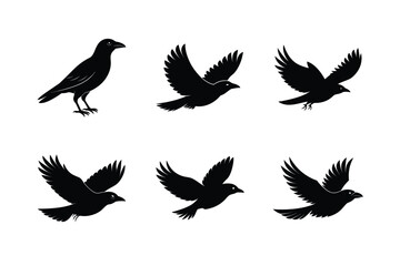Obraz premium Stylized Crow Bird Silhouette Vector Illustration