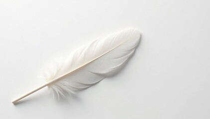 Obraz premium Elegant white feathers against pure white backdrop, card, high key, feather