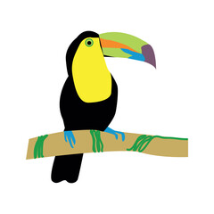 Toucan exotic bird isolated on white background. Vector illustration