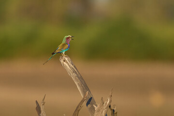 Lilac breasted Roller (Coracias caudatus) perched on a branch in South Luangwa National Park, Zambia