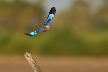 Lilac breasted Roller (Coracias caudatus) in flight in South Luangwa National Park, Zambia