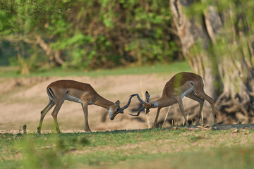 Male Impala (Aepyceros melampus) fighting during the annual rut in South Luangwa National Park,...