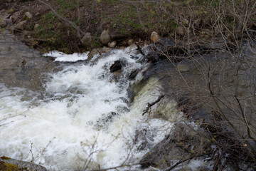 river in the forest