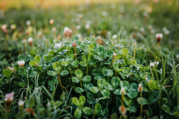 Fresh Clovers And Dew Drops In Natural Meadow Environment With Pink Flower Buds