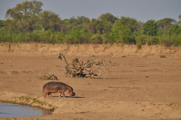 Hippopotamus (Hippopotamus amphibius) in the Luangwa River at the end of the dry season in South Luangwa National Park, Zambia     