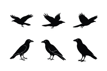 Obraz premium Crow Flying Graphic for Print
