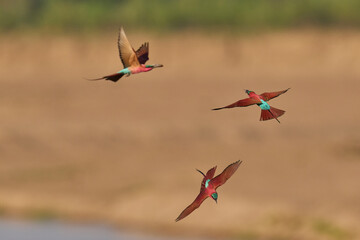 Southern Carmine Bee-eater (Merops nubicoides) in flight hunting insects over the Luangwa River in South Luangwa National Park, Zambia