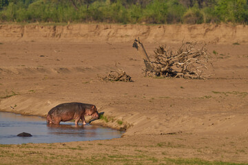 Hippopotamus (Hippopotamus amphibius) in the Luangwa River at the end of the dry season in South...
