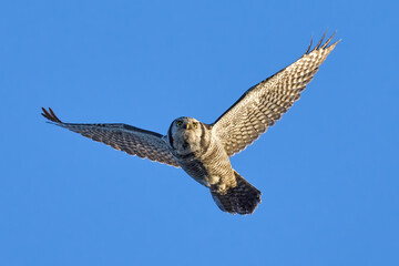 Northern hawk owl (Surnia ulula)