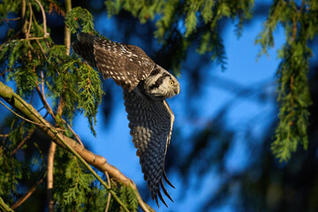 Northern hawk owl (Surnia ulula)