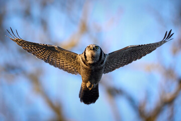Northern hawk owl (Surnia ulula)