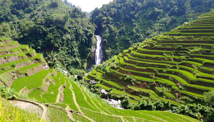 Lush rice terraces cascade around a jungle waterfall. Evokes growth, sustenance, travel. Ideal for environmental, travel, agriculture, and conservation themes.