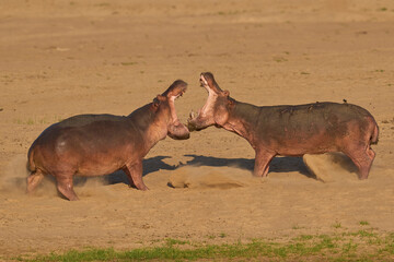 Male Hippopotamus (Hippopotamus amphibius) with mouths open face off to establish the hierarchy on...