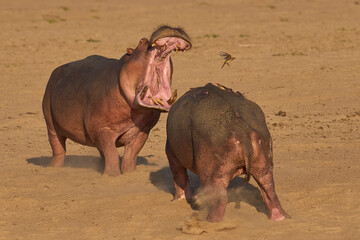 Male Hippopotamus (Hippopotamus amphibius) with mouths open face off to establish the hierarchy on...