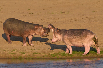 Male Hippopotamus (Hippopotamus amphibius) with mouths open face off to establish the hierarchy on...