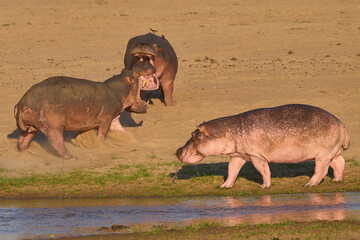 Male Hippopotamus (Hippopotamus amphibius) with mouths open face off to establish the hierarchy on...