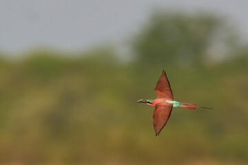 Southern Carmine Bee-eater (Merops nubicoides) in flight hunting insects over the Luangwa River in South Luangwa National Park, Zambia