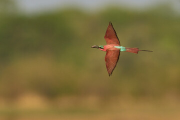 Southern Carmine Bee-eater (Merops nubicoides) in flight hunting insects over the Luangwa River in...