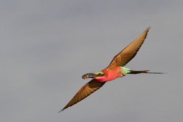 Southern Carmine Bee-eater (Merops nubicoides) in flight hunting insects over the Luangwa River in...