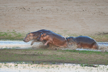 Male Hippopotamus (Hippopotamus amphibius) chasing a female and young in the Luangwa River in South...