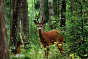 Fototapeta premium A graceful wild deer stands alert in the quiet forest