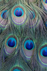 Fototapeta premium Colorful Close-up of Peacock Feathers – Iridescent Pattern and Eye Spots