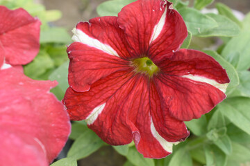 Red petunias in the garden, Petunia, Close up of Red Petunia flower in the garden, Petunia flower and blurred background, Background of Red petunia flowers, spring flower Closeup.