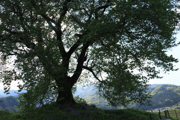 わに塚のサクラ