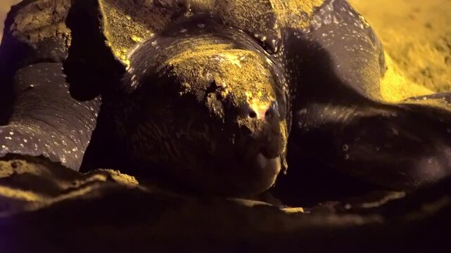 Portrait of a rare, endangered species of turtle. The leatherback sea turtle Dermochelys coriacea, covers and masks the nest on a beach in Tobago.