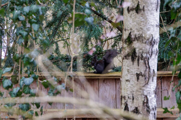 Black squirrel sits between branches and twigs in the Siebenbrunn forest