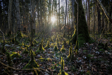 View of the Siebenbrunn forest after a storm with fallen and broken trees in the light of the morning sun