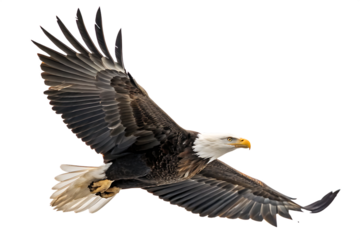 spread wing bald eagle soars in the sky isolate on white background PNG