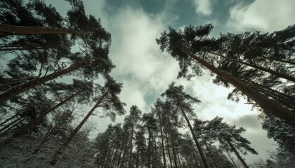 Towering pine trees stand tall against the winter sky