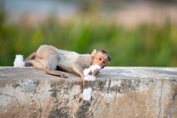 Barbary macaque ape, rhesus monkey eating cotton wool, wildlife and urban environment in India,...