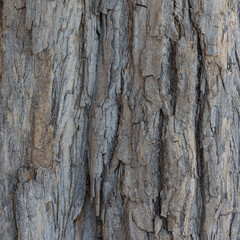 bark of a tree close up