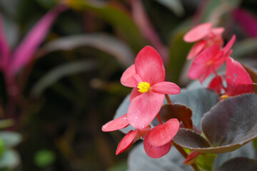 Beautiful red Begonia (Begonia Semperflorens) flowers in the park, Closeup view of angel wing cane begonia inflorescence with fresh red flowers closeup in nature, the close up view of red wax begonias