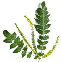 Detailed Botanical Illustration of Mahonia napaulensis with Pinnate Leaves and Yellow Flower Clusters
