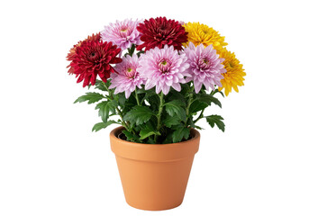 Colorful chrysanthemums flower in clay  pot, isolated background