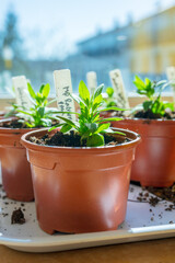Indoor windowsill garden with labeled seedling pots.