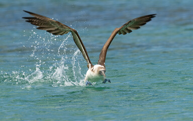 Blaufußtölpel (Sula nebouxii)
