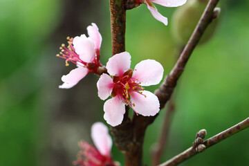Peach (Prunus persica) flowers on the tree, selective focus on anther (stamen)