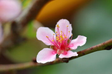 Closeup peach (Prunus persica) flower on the tree, selective focus on anther (stamen)