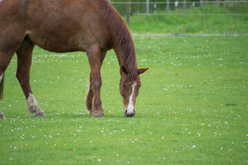 A horse grazing on green grass