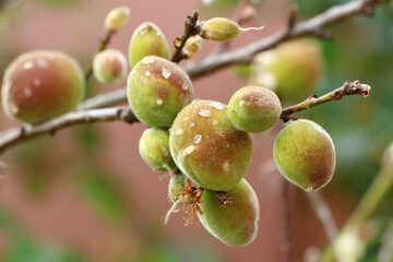 Closeup young peach fruits on the tree